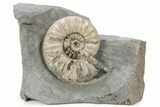 Jurassic Ammonite (Asteroceras) Fossil - Dorset, England #243493-1